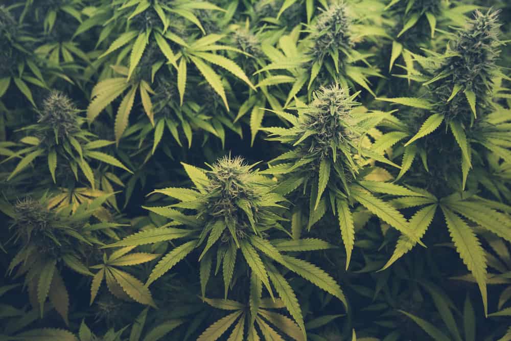 Ordering edibles Online | BC Weed Edible Canada
