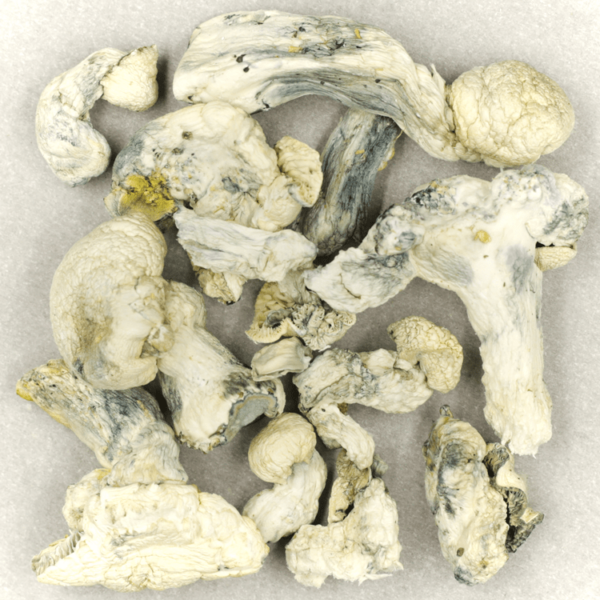 Cambodian Psilocybe Cubensis | BC Weed Edible Canada