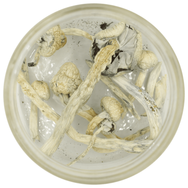 Great White Monster Cubensis | BC Weed Edible Canada