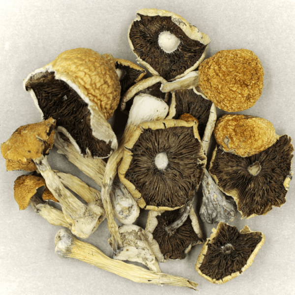 Penis Envy Cubensis | BC Weed Edible Canada