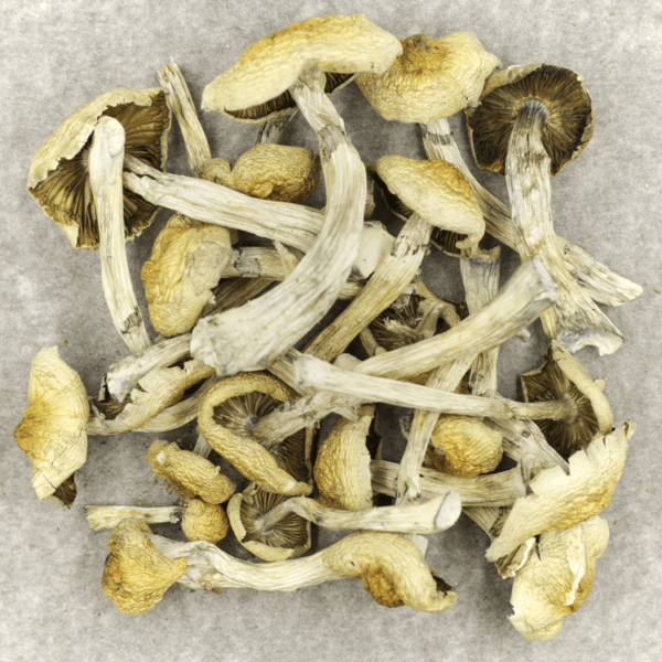 Blue Magnolia Rust | BC Weed Edible Canada