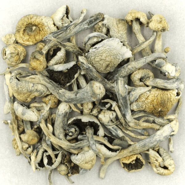 Albino A+ | BC Weed Edible Canada
