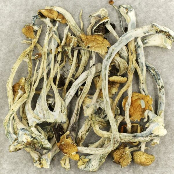 Amazonian Cubensis | BC Weed Edible Canada