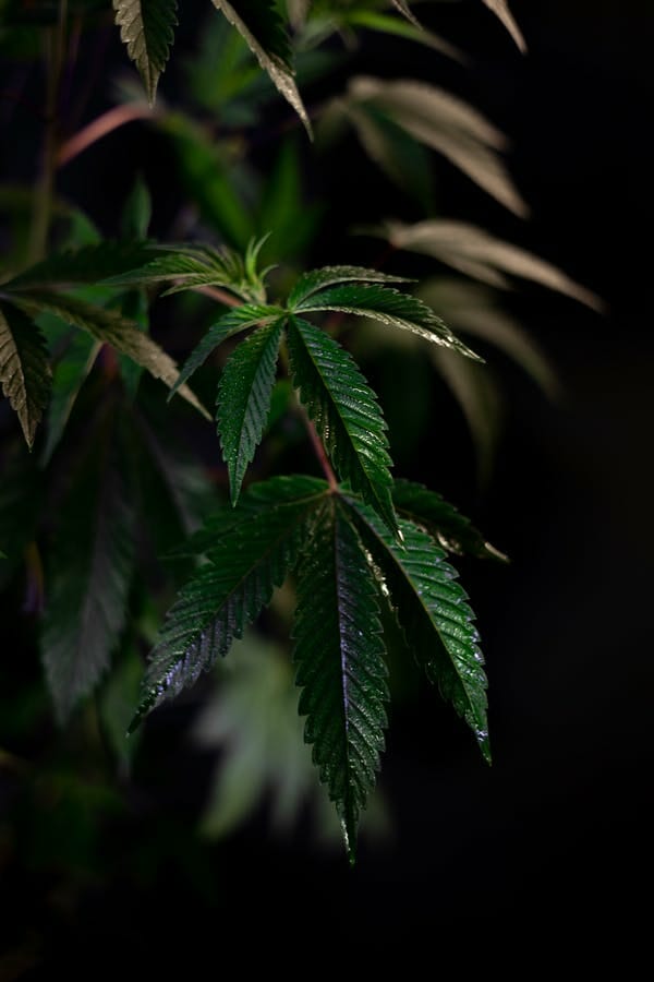 Buy edibles Online in BC edibles Online Dispensary | BC Weed Edible Canada | BC Weed Edible Canada