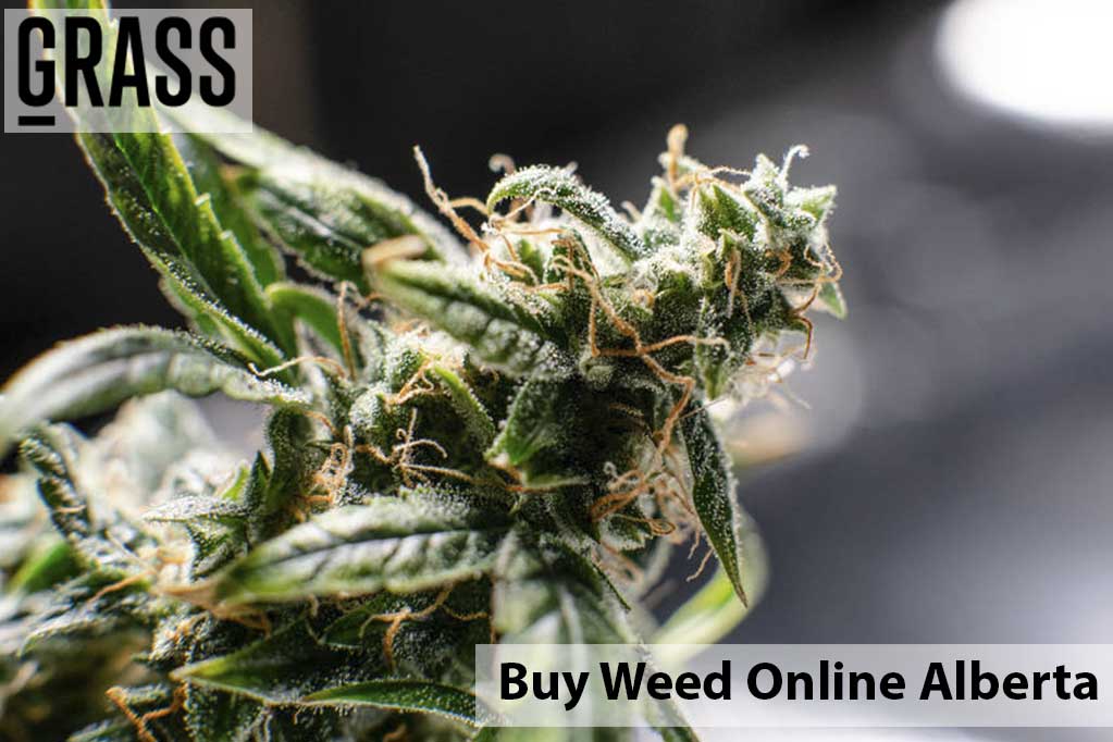Buy edibles online Alberta