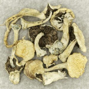 Leucistic Burma | BC Weed Edible Canada