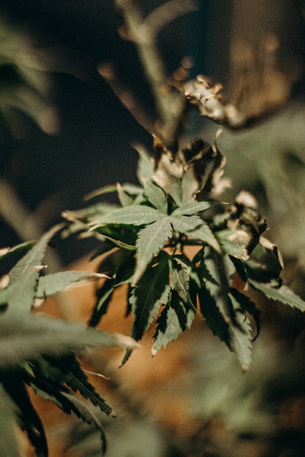 edibles Online Delivery Quebec City | BC Weed Edible Canada | BC Weed Edible Canada