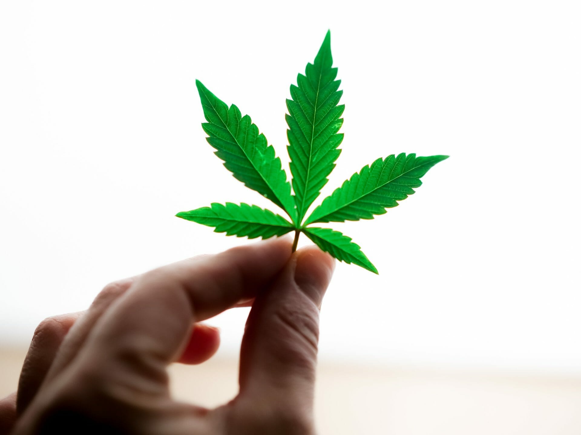 Buy edibles Online | BC Weed Edible Canada | BC Weed Edible Canada