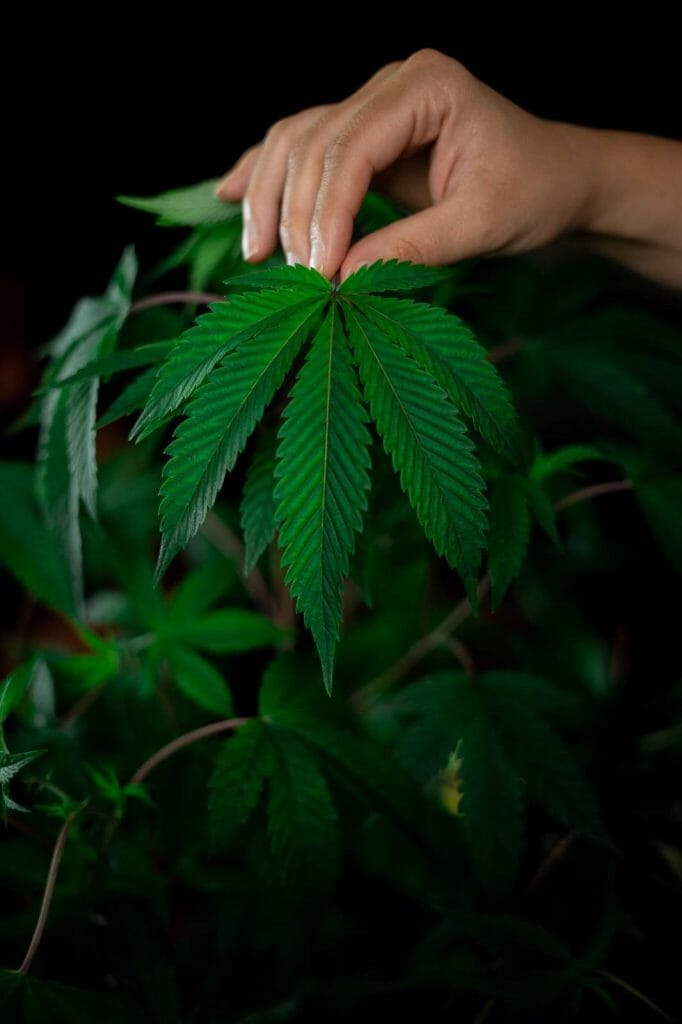 A Guide on How to Safely Buy edibles Online in Canada | BC Weed Edible Canada | BC Weed Edible Canada