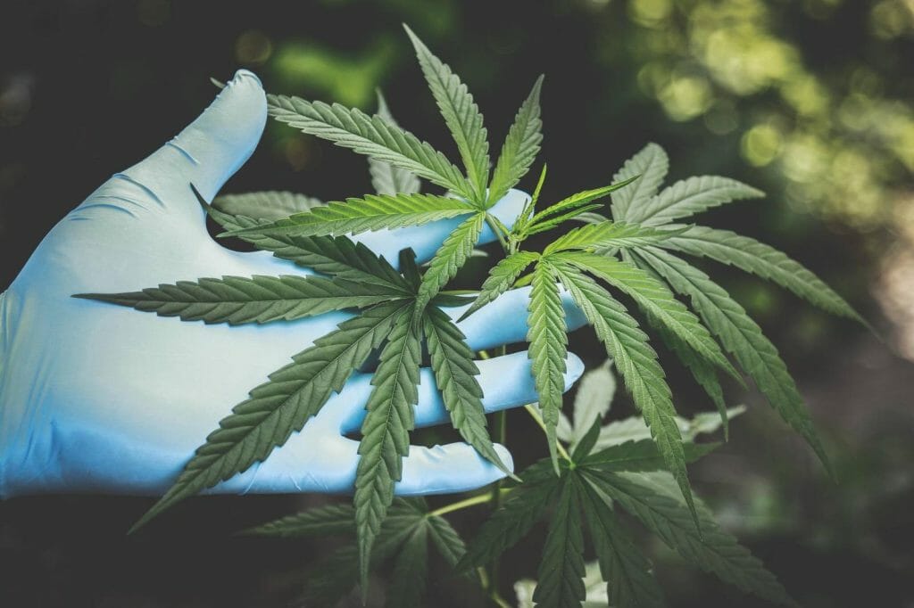 Buy edibles Online Grasslife | BC Weed Edible Canada
