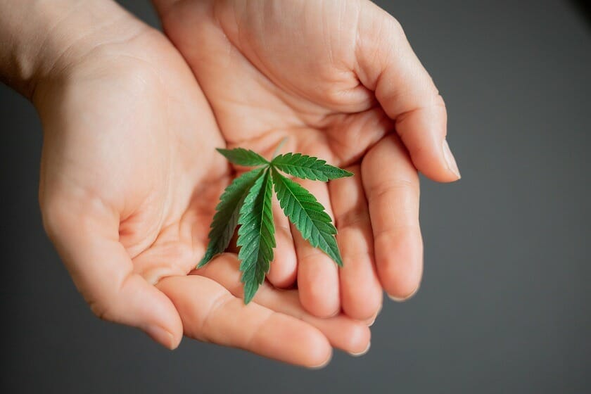 BC Weed Edible Canada - Hybrid edibles Strains | BC Weed Edible Canada