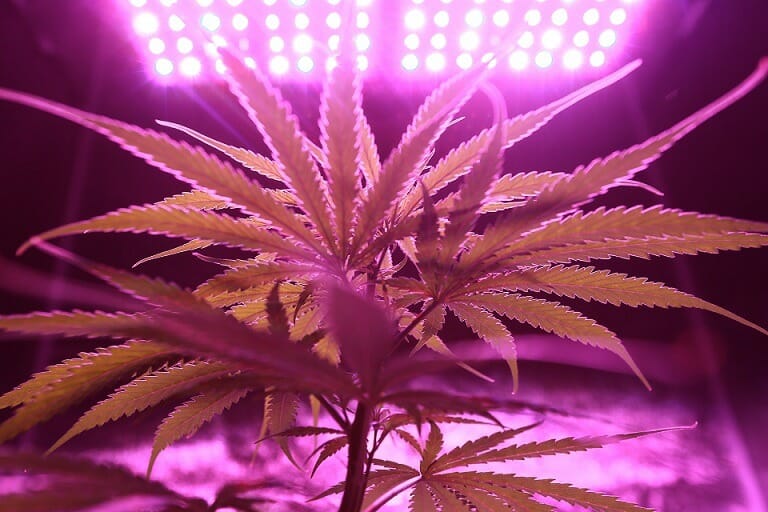 Discover How A edibles Shop Helps You Better Understand Cannabis | BC Weed Edible Canada | BC Weed Edible Canada
