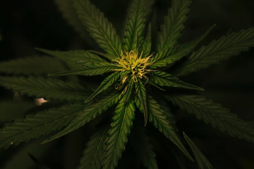 Grasslife Canada | BC Weed Edible Canada