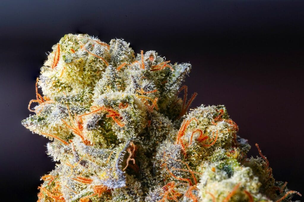 Weed Delivery Canada_ Top Hybrid Selection | BC Weed Edible Canada