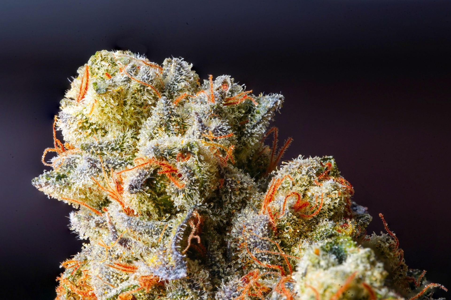 | BC Weed Edible Canada Weed Delivery Canada_ Top Hybrid Selection | BC Weed Edible Canada