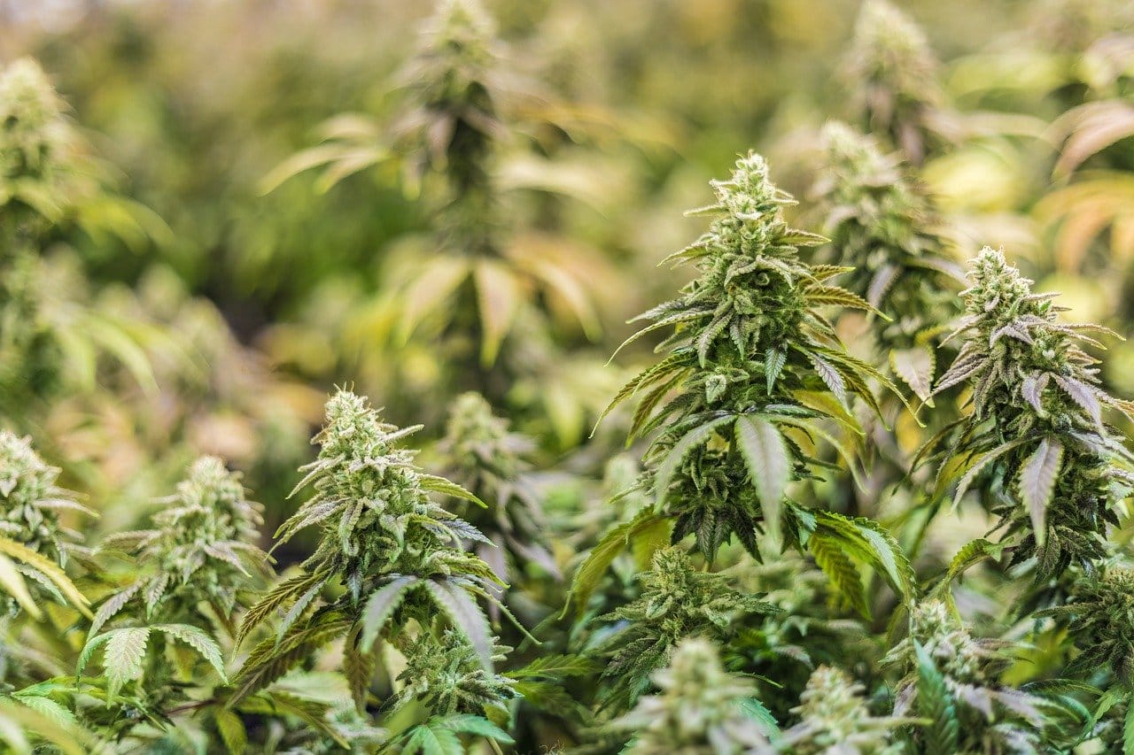 Online thc flower | BC Weed Edible Canada