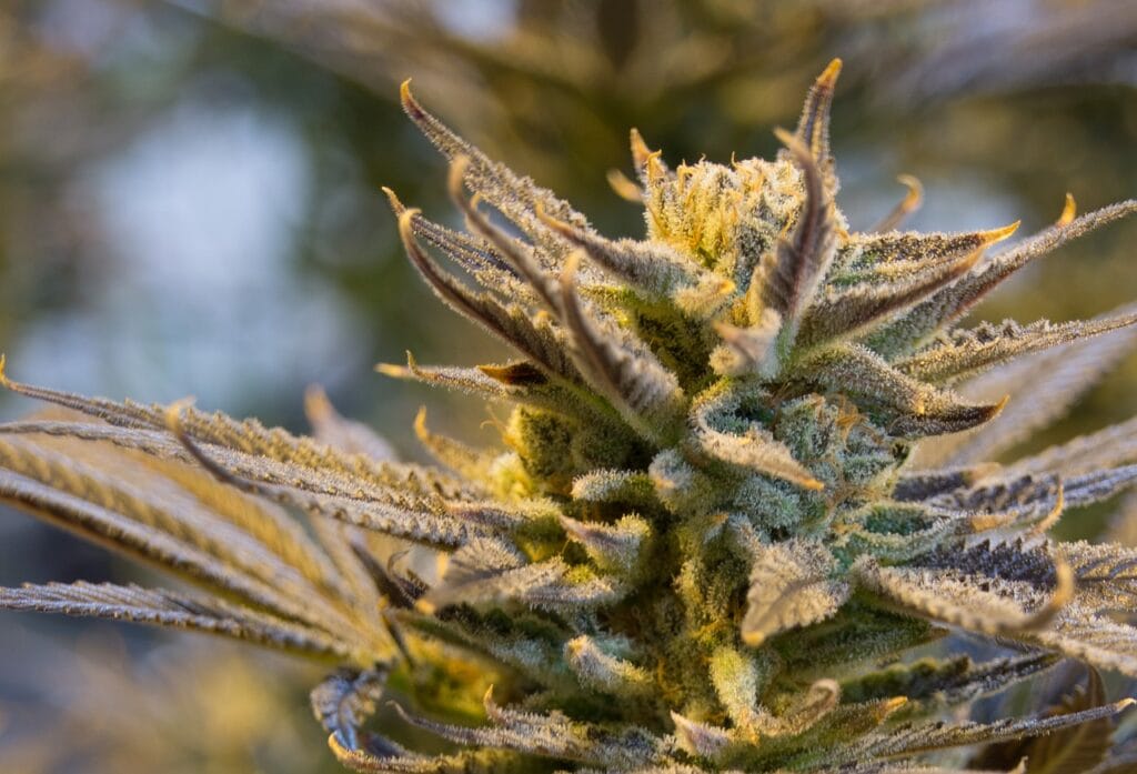 buy indica flower online in Canada | BC Weed Edible Canada