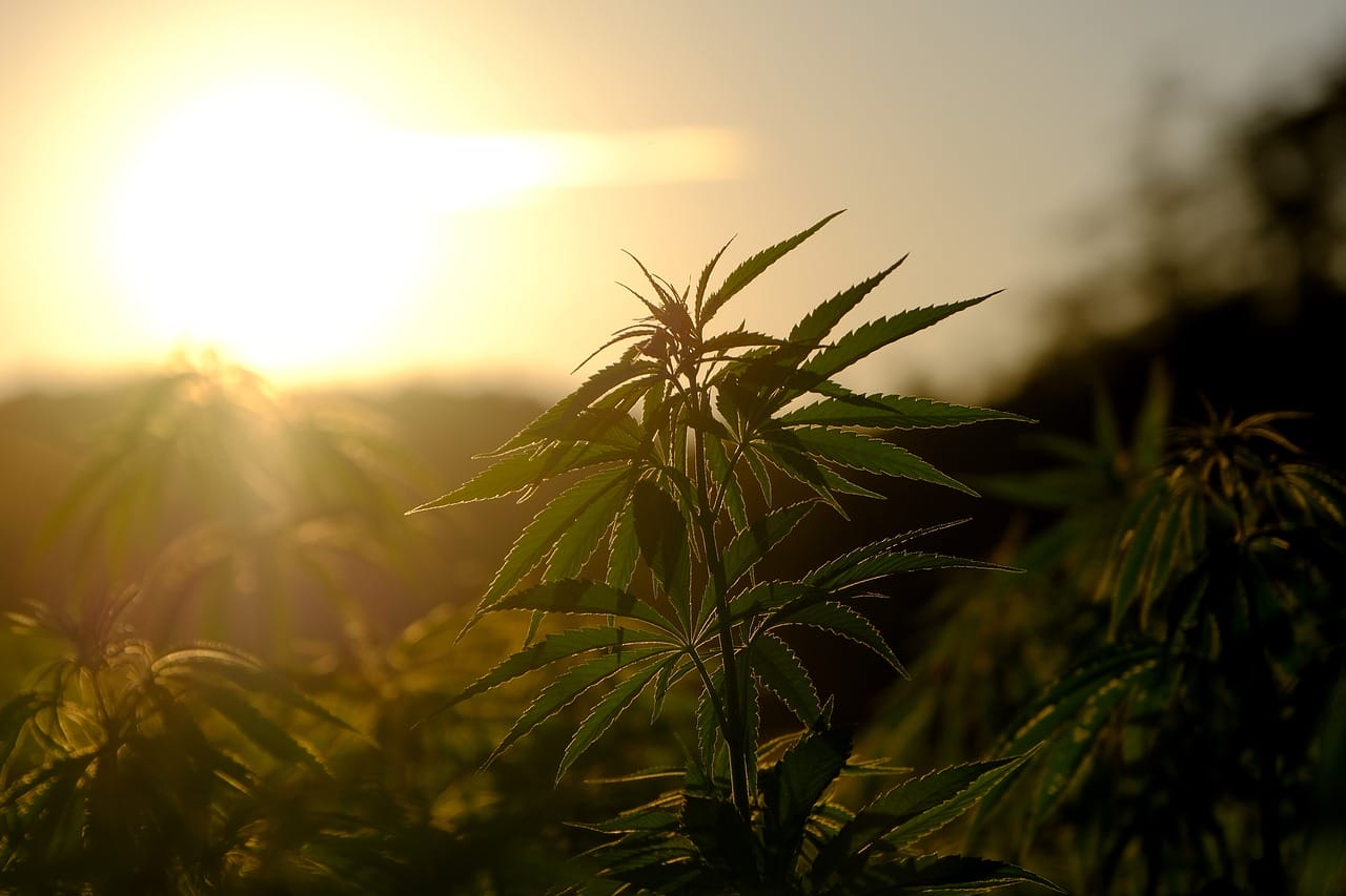 Buy indica flower online | BC Weed Edible Canada